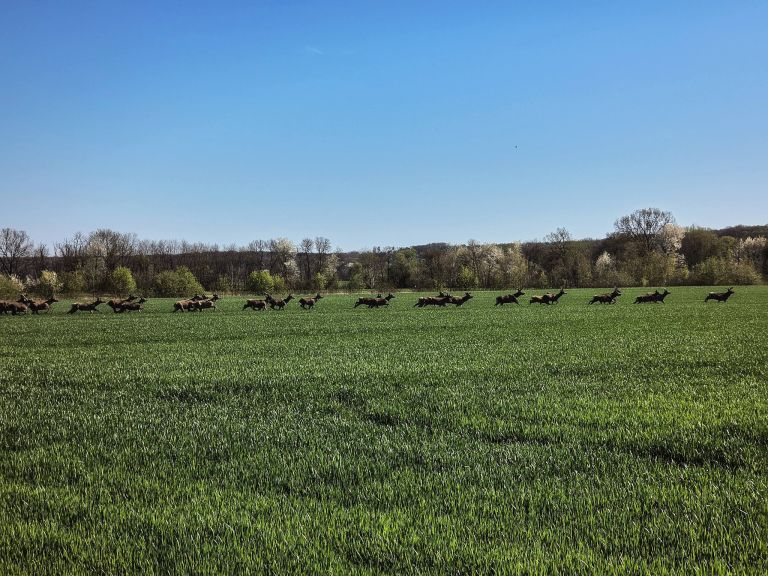 kobilje, divjad, jeleni, kosute