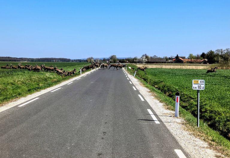 kobilje, divjad, jeleni, kosute