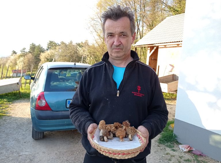 gobe, nabiranje-gob, mavrahi