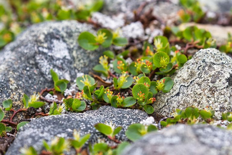 pritlikava vrba (Salix herbacea).