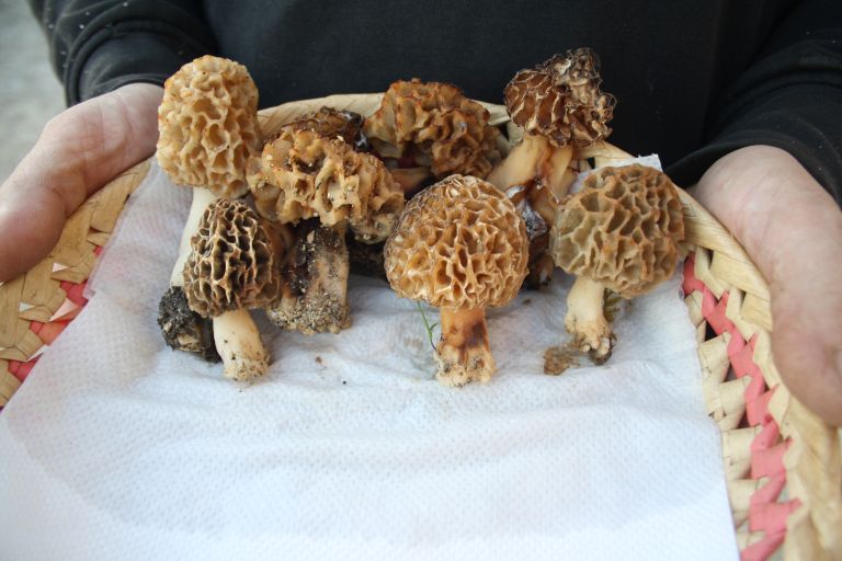 gobe, nabiranje-gob, mavrahi