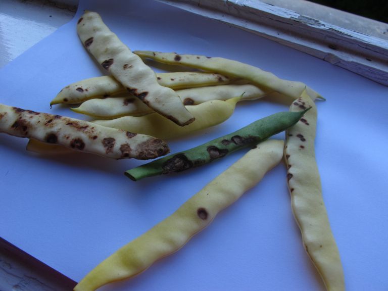 Miša1.JPG