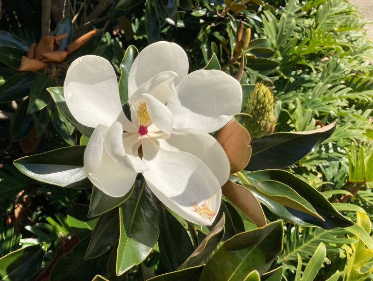 Magnolia virginiana 3