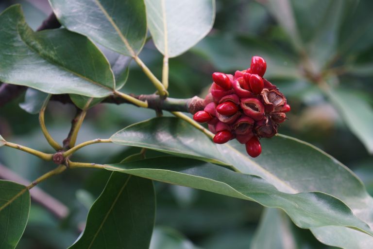 Magnolia virginiana 2