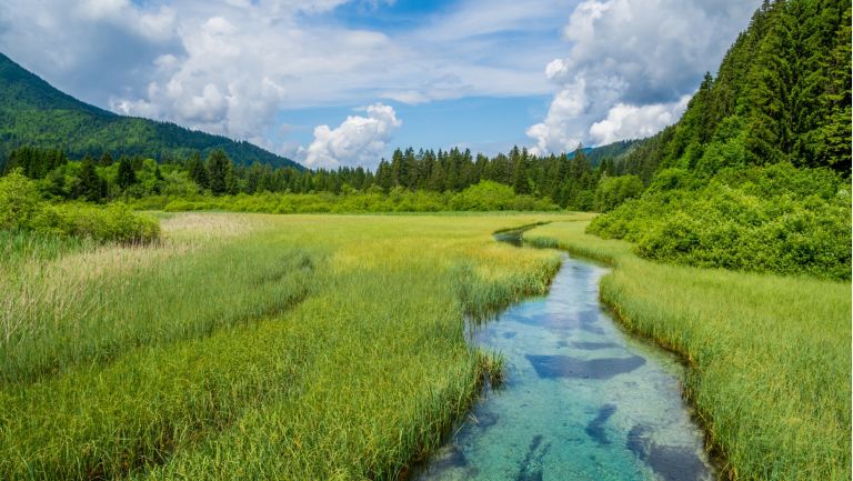 ZELENCI SPOMLADI, CANVA (1).jpg