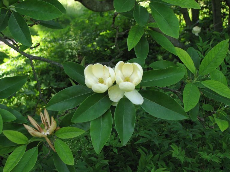Magnolia virginiana