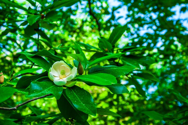 Magnolia virginiana 4