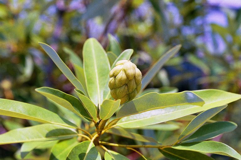 Magnolia virginiana 1