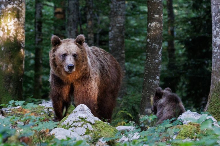 medved, kočevski gozd.jpg