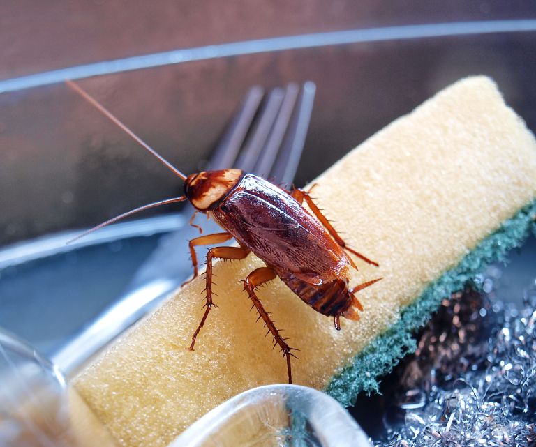 scurki, borova-kislina