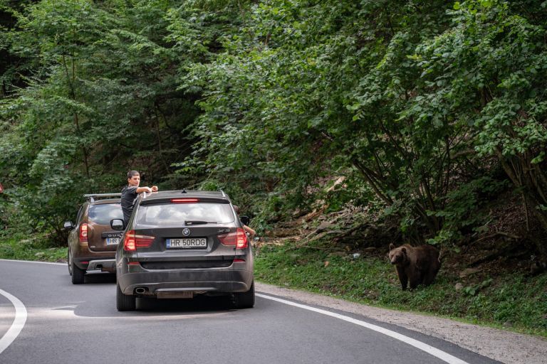 romunija, medved, turisti.jpg