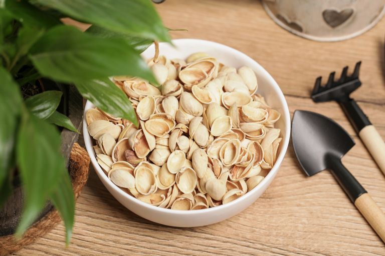 pistacije, ekolosko-vrtnarjenje