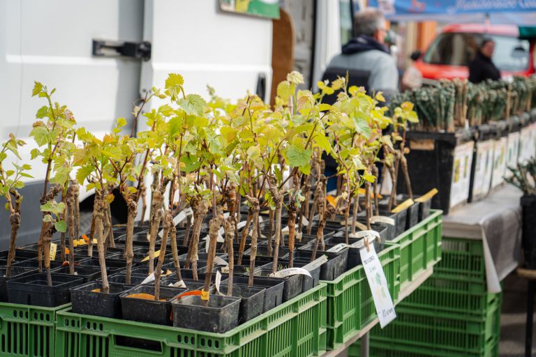 kramarski-sejem, murska-sobota