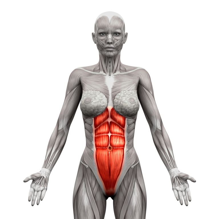 Transversus abdominis (TVA).jpg