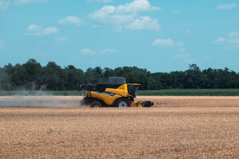 Žito pšenica žetev