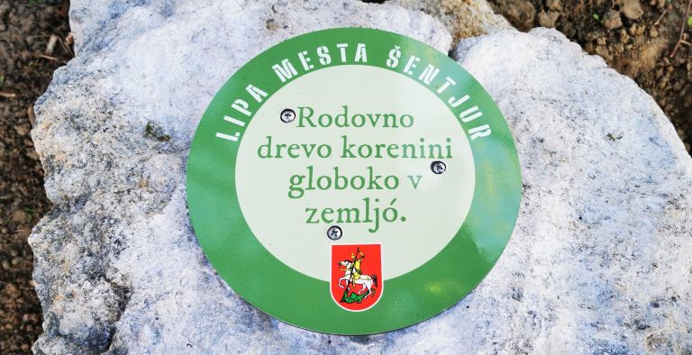 lipa-mesta-sentjur, drevo