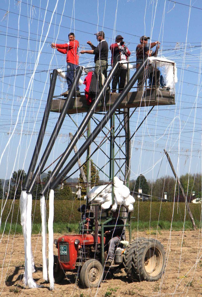 hmelj, delavci, vrvice