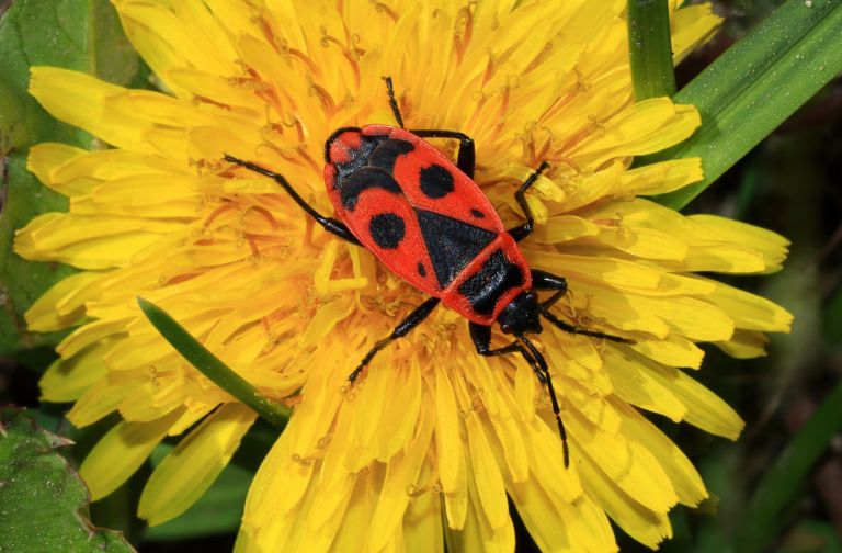 rdeci-skratec, kapusova-stenica