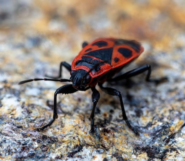 rdeci-skratec, kapusova-stenica