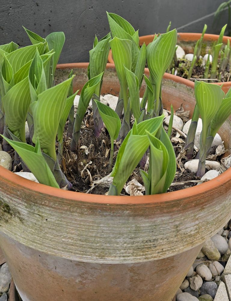 hosta mladi poganjki