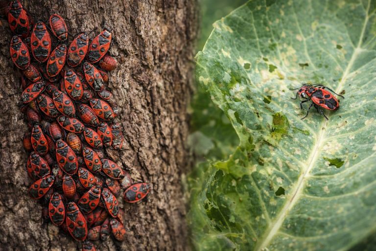 rdeci-skratec, kapusova-stenica