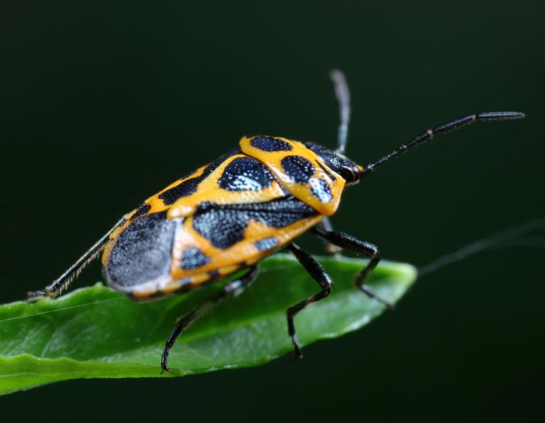 rdeci-skratec, kapusova-stenica