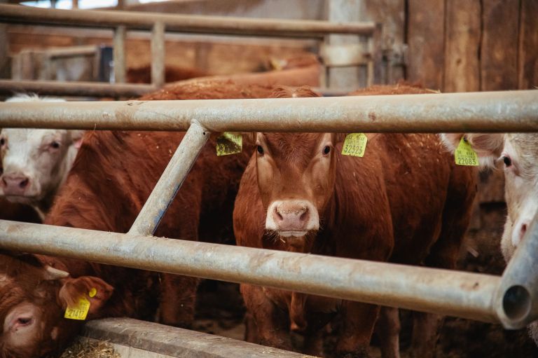 štefan-cigüt, cigut, kmetija-cigüt-noršinci, krave, biki, krava, bik, goveda, živinoreja, kmetijstvo
