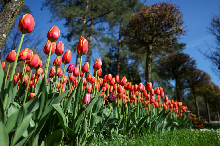 mozirski-gaj, mozirski-gaj-park-cvetja, razstava-pomladnega-cvetja, 48-razstava-pomladnega-cvetja, tulipani, cvetlice, roze