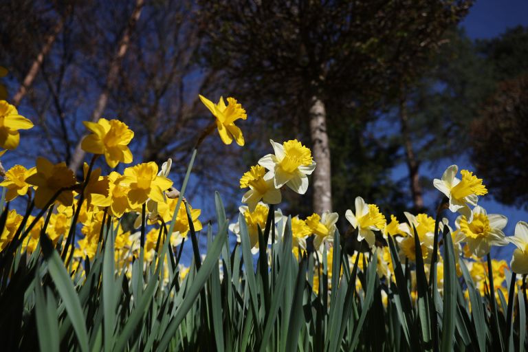 mozirski-gaj, mozirski-gaj-park-cvetja, razstava-pomladnega-cvetja, 48-razstava-pomladnega-cvetja, tulipani, cvetlice, roze