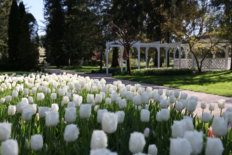 mozirski-gaj, mozirski-gaj-park-cvetja, razstava-pomladnega-cvetja, 48-razstava-pomladnega-cvetja, tulipani, cvetlice, roze