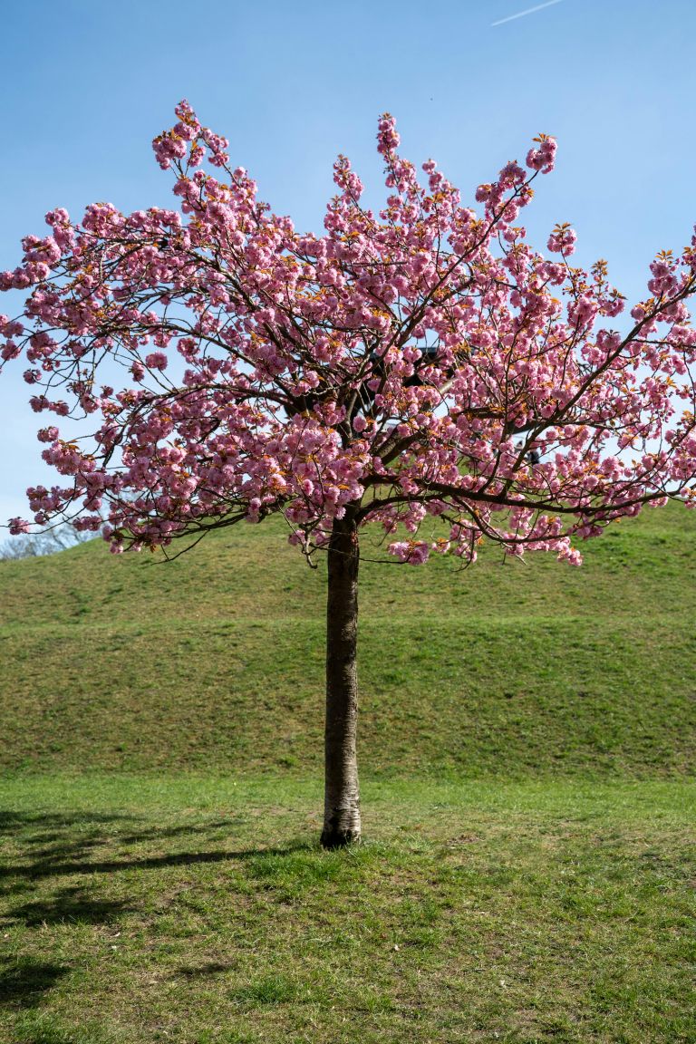 japonska češnja