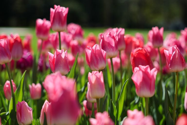 mozirski-gaj, mozirski-gaj-park-cvetja, razstava-pomladnega-cvetja, 48-razstava-pomladnega-cvetja, tulipani, cvetlice, roze