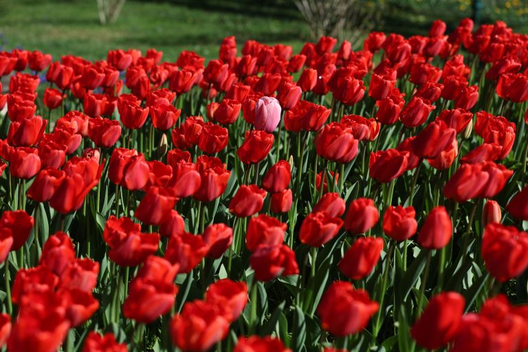 mozirski-gaj, mozirski-gaj-park-cvetja, razstava-pomladnega-cvetja, 48-razstava-pomladnega-cvetja, tulipani, cvetlice, roze