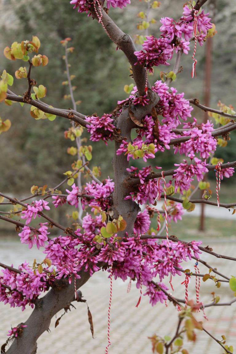 Cercis canadensis