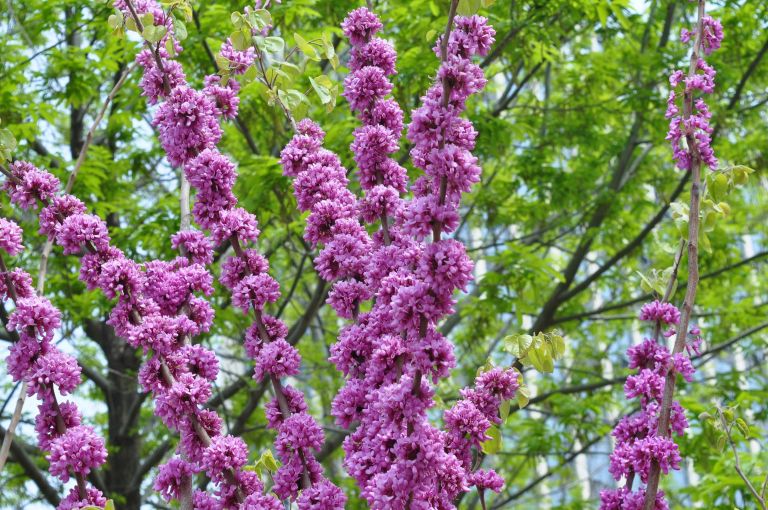 Cercis canadensis