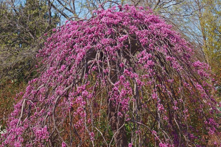kanadski jadikovec 'Lavender Twist'