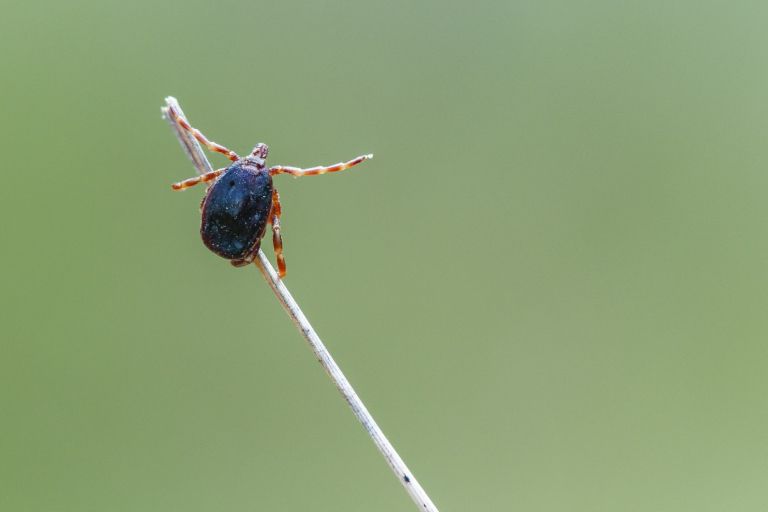 veliki klop ali Hyalomma marginatum