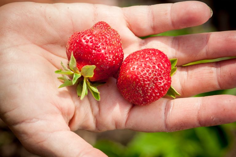 zelenjava, sveza-zelenjava