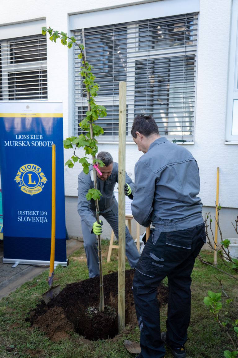 zasaditev-lipe, vdc-murska-sobota, lions-klub-murska-sobota