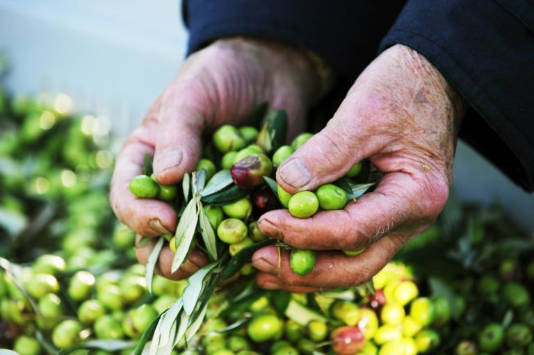 olivno-olje, oljke