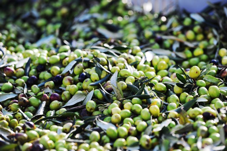 olivno-olje, oljke
