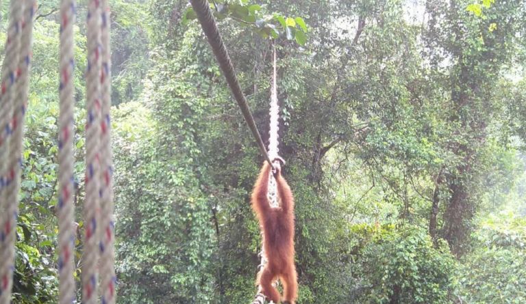 sumatra, orangutan