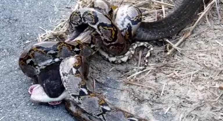 Piton in kraljeva kobra