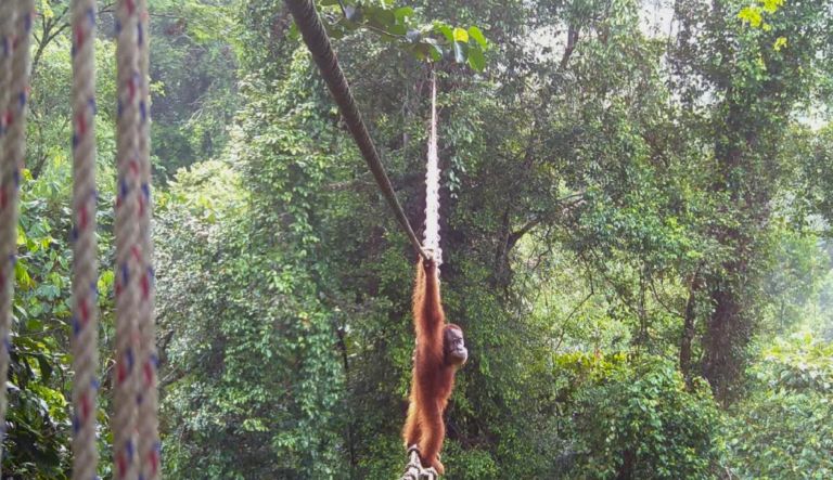 sumatra, orangutan