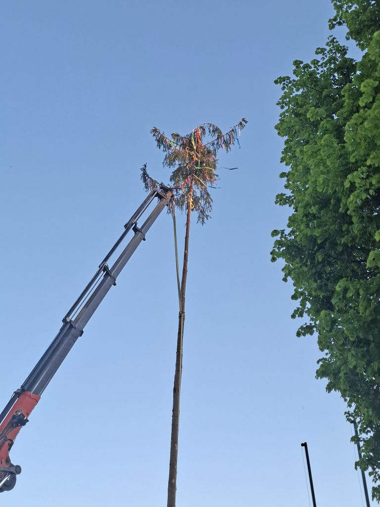 mlaj, budinci, simbolična, postavljanje-mlaja
