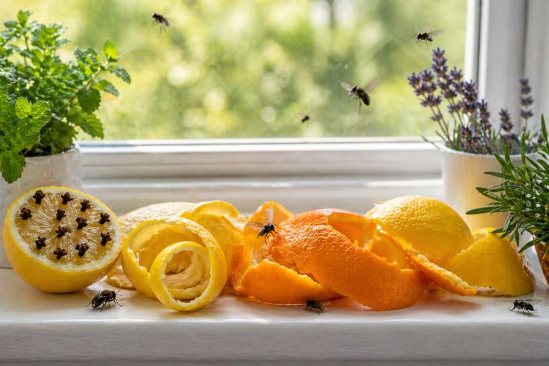 muhe, citrusi, limona, repelent
