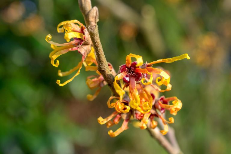 zelena lekarna Hamamelis virginiana.jpg