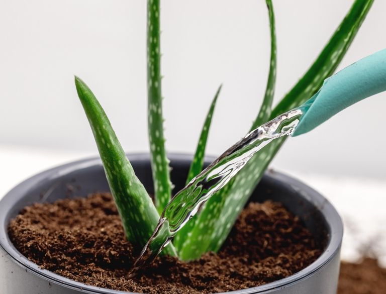 aloe-vera