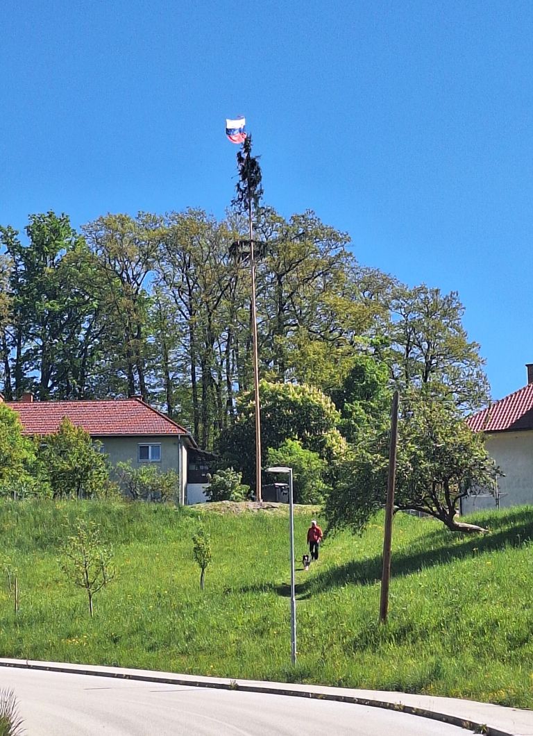 prvomajski-mlaj, senovo