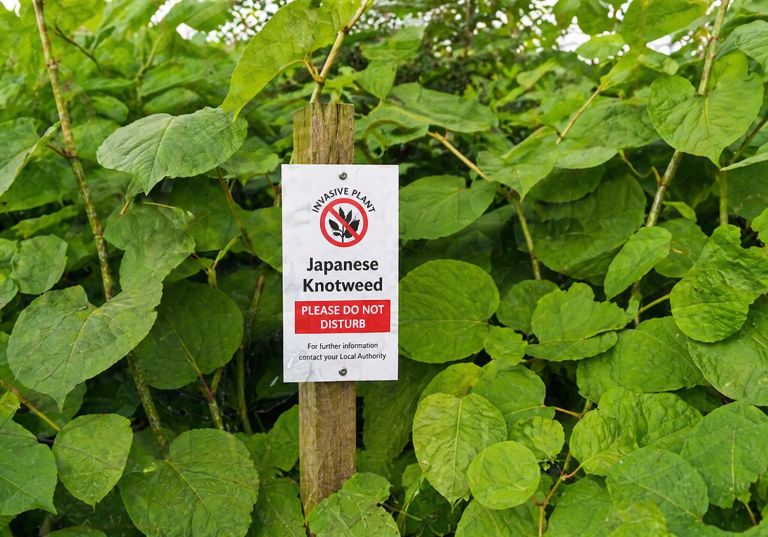 japonski-dresnik